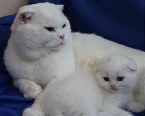 beyaz cins kedi fiyatları